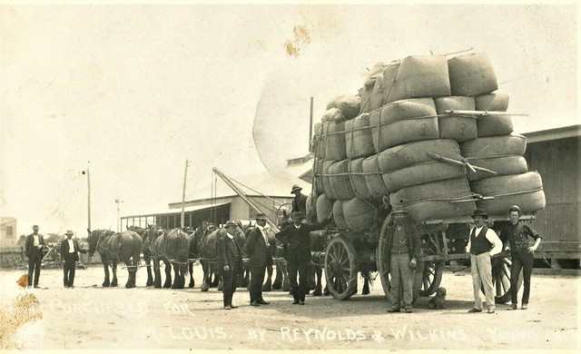 Purchased  wool for M. Louis by Reynolds and Wilkins, Young, N.S.W. - circa 1912