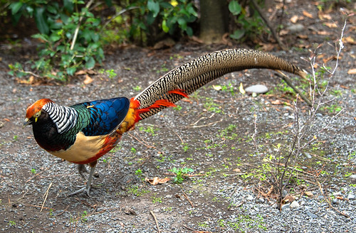 newzealand christchurch willowbankwildlifepark ladyamherstspheasant pheasant