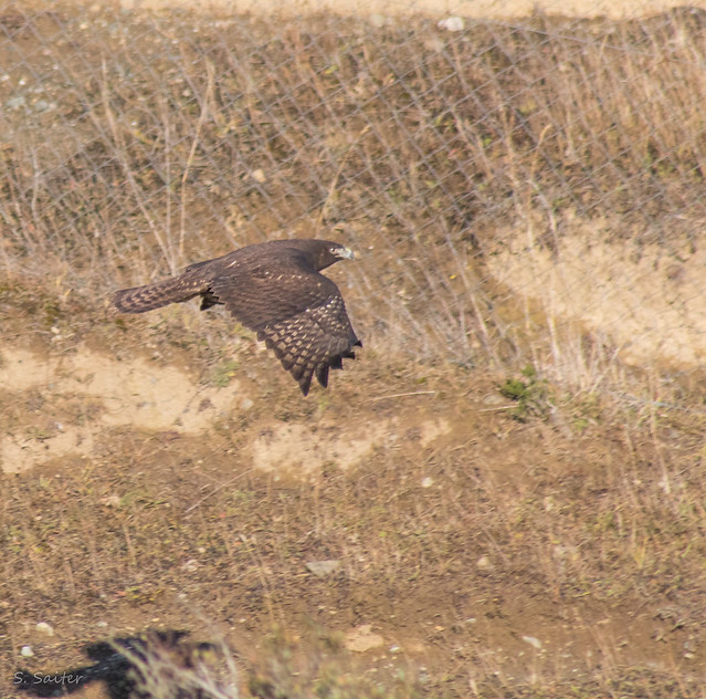 Aguilucho de cola rojiza, Rufous-tailed Hawk (Buteo ventralis)