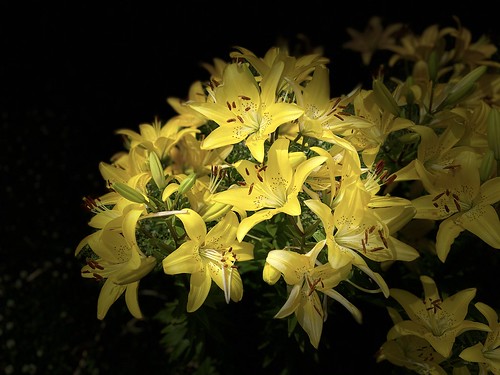 flowers lilies yellow iphone shadows bokeh