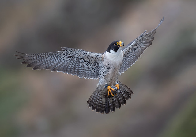 Peregrine falcon (M)