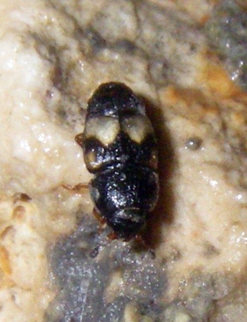 Carpophilus hemipterus 50053597652_a059ac7a10_o