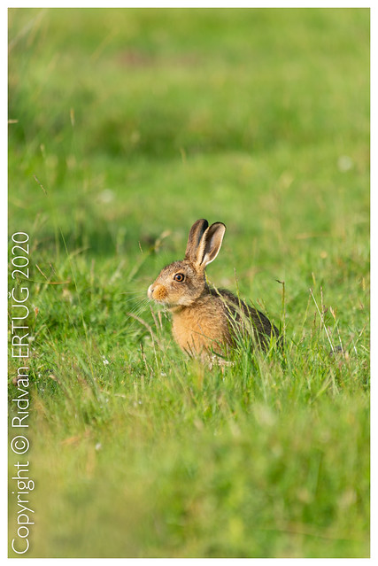 European hare -  Juvenile - Lepus europaeus  / Taken at Bradgate Park Northwest of Leicester - UK