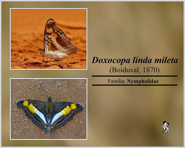 Doxocopa linda mileta (Boiduval, 1870)