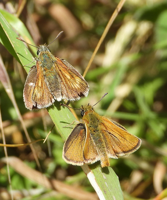 Courting pair of Lulworth Skippers at Durlston Country Park, Dorset.