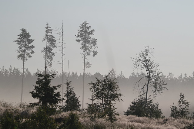 Early morning mist near Teijo National Park