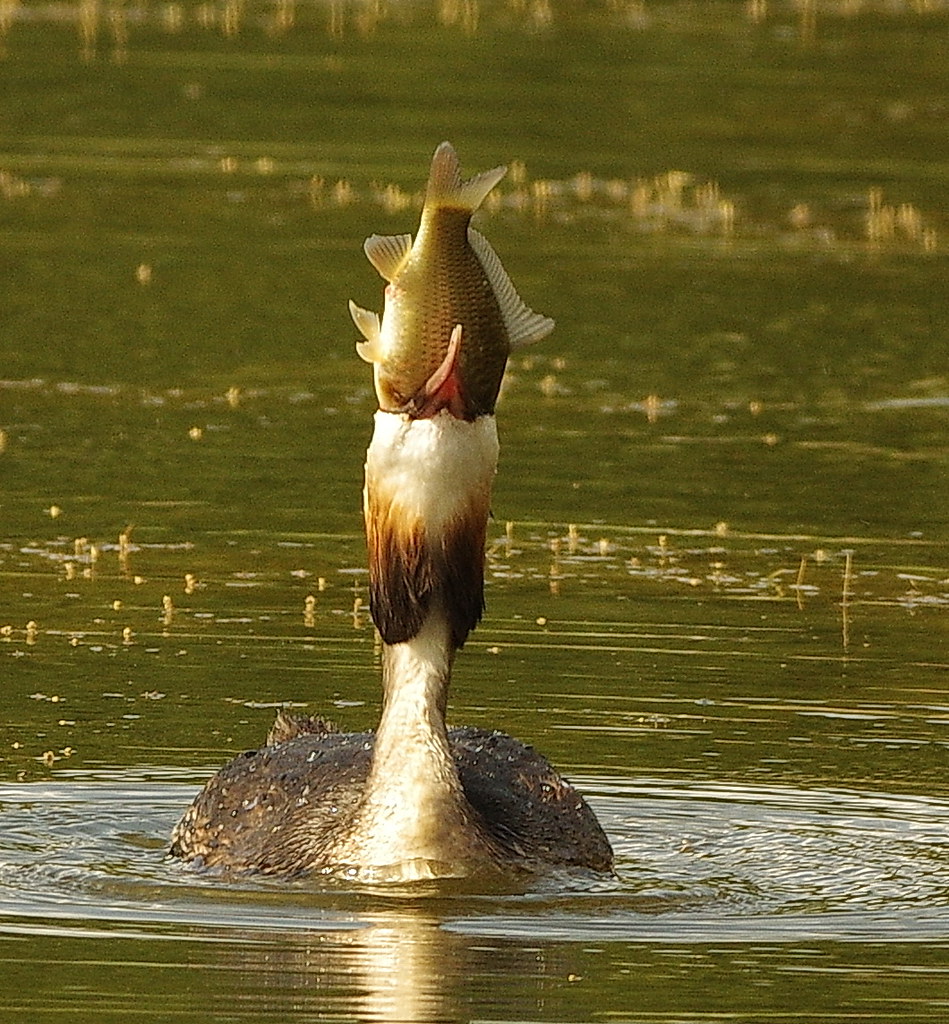 Grebe Head #Episode6 Grebe makes progress with the head back techniqu… | Flickr