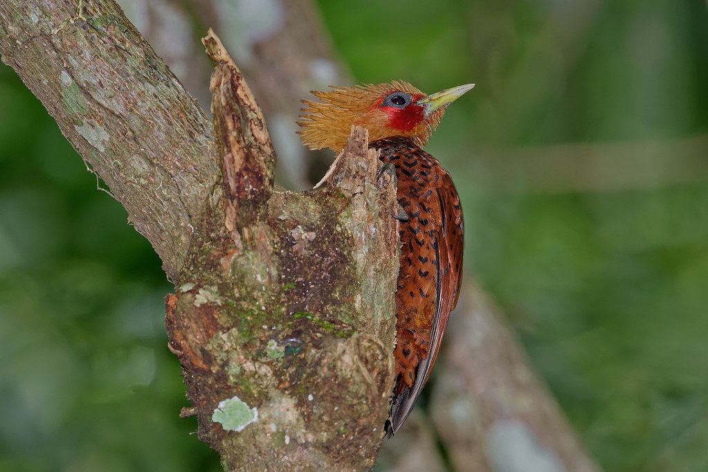 Каштановый дятел-гренадер, Celeus castaneus, Chestnut-colored Woodpecker