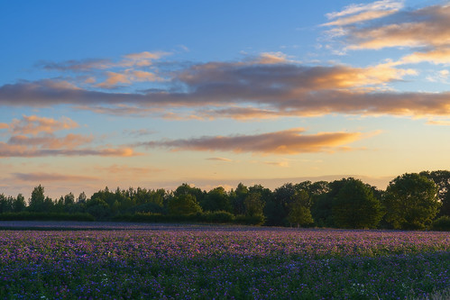 arrow warwickshire summer sunrise morning echium flower crops light landscape sony a7iii sony2470mmf28gm jactoll