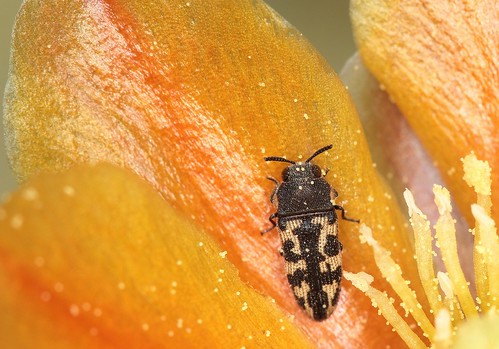 insectos escarabajos beetles acmaeoderavariegataleconte1852 acmaeoderavariegata buprestidae polycestinae canoneos700d canoneosrebelt5i ef100mmf28macrousm