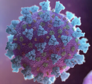the novel coronavirus SARS-CoV-2