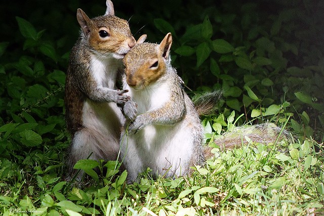 Squirrel Love