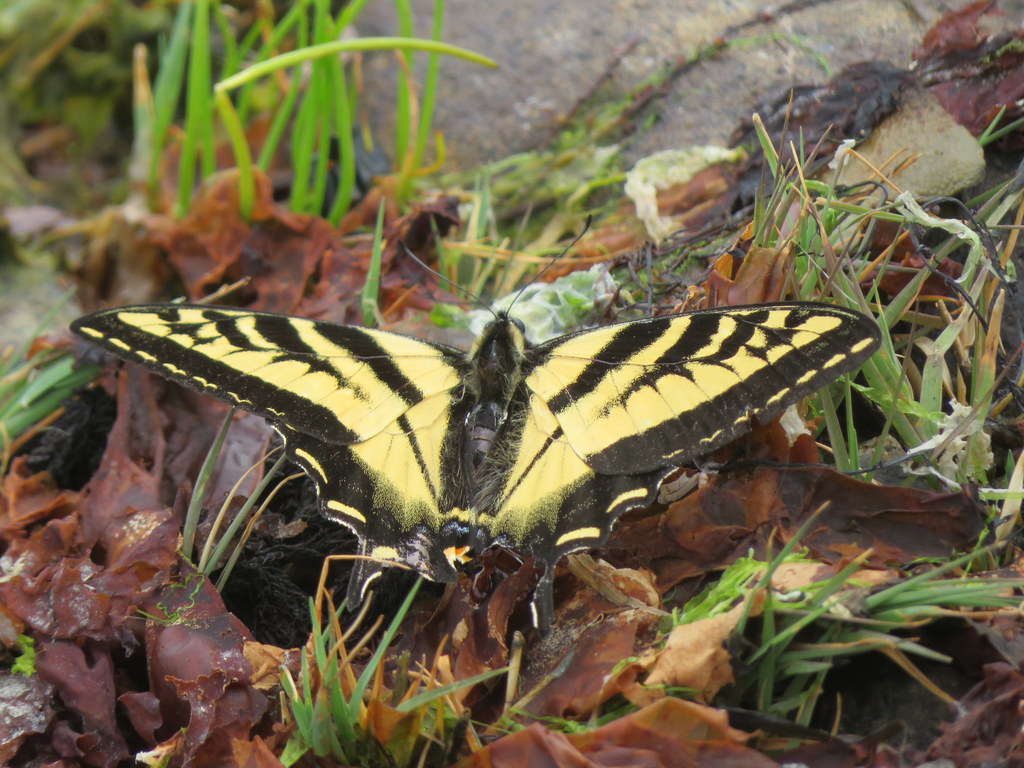 Western Tiger Swallowtail.