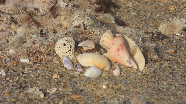 Barra Grande - Seashell
