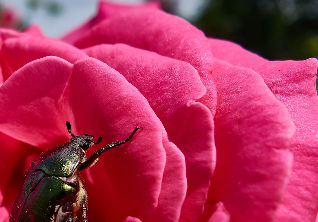 the rise of a rosebug