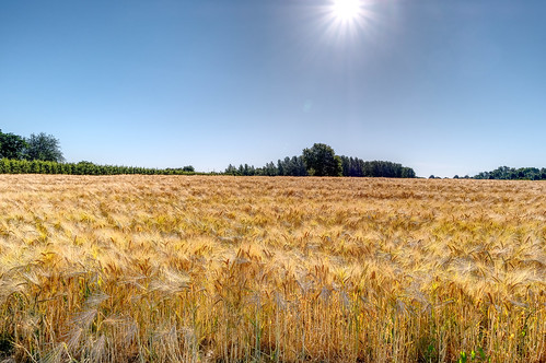 barley field pastoral bucolic nature sky blue yellow green trees sun fujifilm xt2 affinityphoto summer outside agriculture harvest