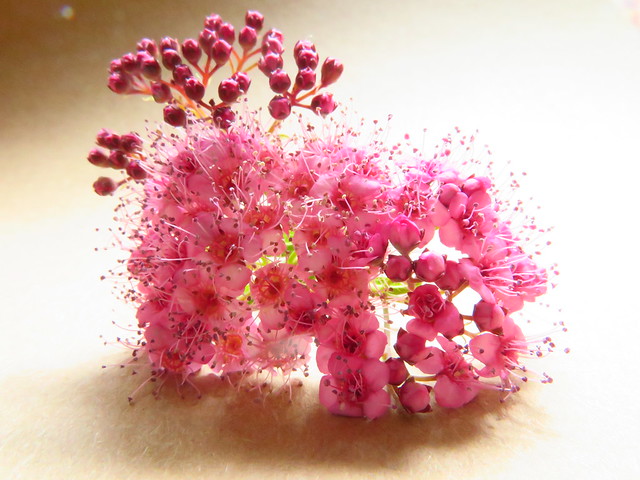 Pink Flower - Blüte der Harlekinspiere 