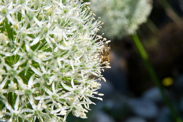 Bee on garlic flower.