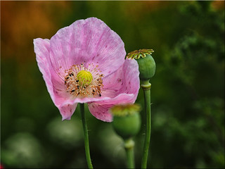 Poppy flower | by Ostseetroll - Stay healthy