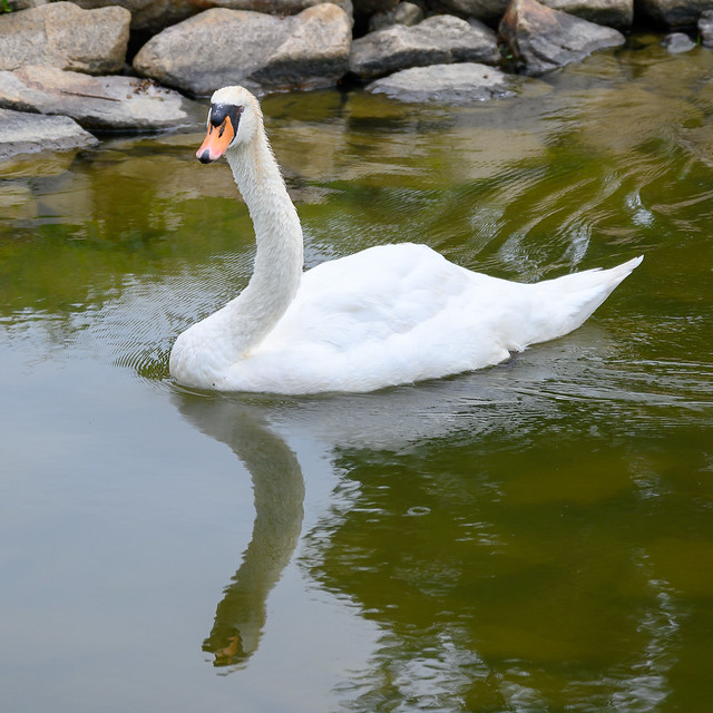 Mute Swan（コブハクチョウ）