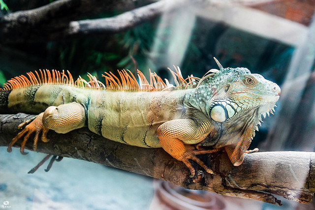 An iguana - (through a glass) Saigon Zoo, Vietnam
