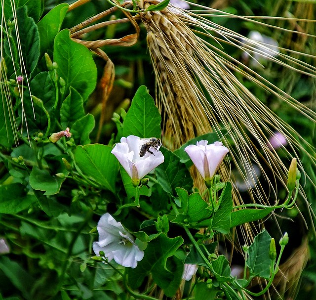 Flowers in a cornfield