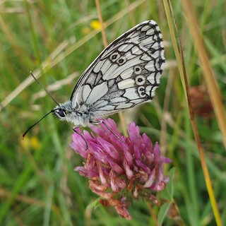 A good season for Marbled White Butterflies, Kenley Common