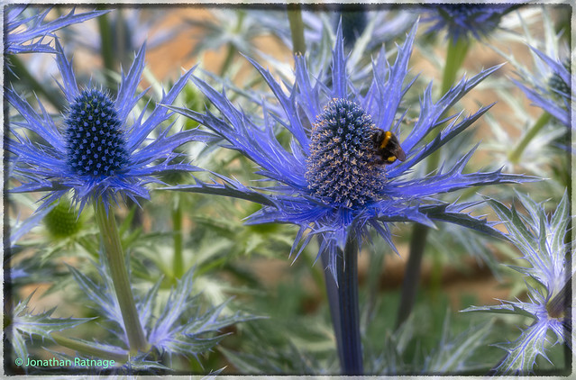 Eryngium 'Big Blue' with Bee Harlow Carr