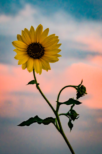 sunset flower sunflower light evening outside outdoors 2020visions pentaxkp pentax