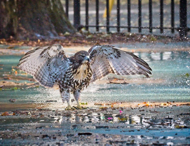 Red-tail fledgling playing in a sprinkler