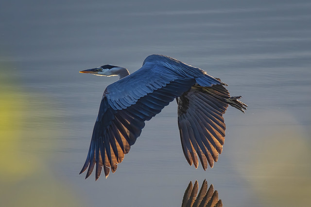 Morning heron