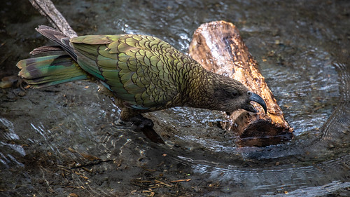 newzealand christchurch willowbankwildlifepark kea parrot water log