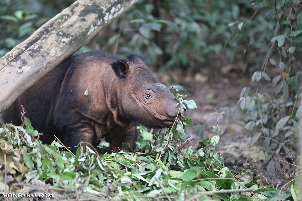 蘇門答臘犀牛是現存最瀕危的犀牛。圖片來源：Rhett A. Butler（Mongabay）