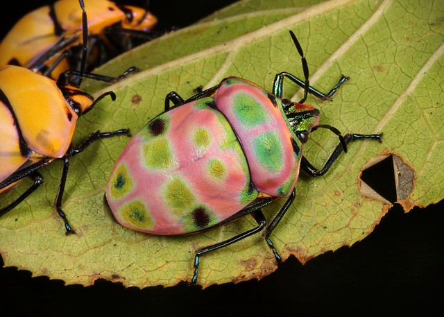 Shield-backed Jewel Bug (Poecilocoris rufigenis, Scutelleridae), intermediate colour form