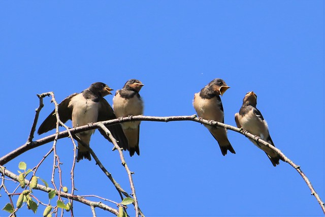 Juvenile Swallows in Holland.