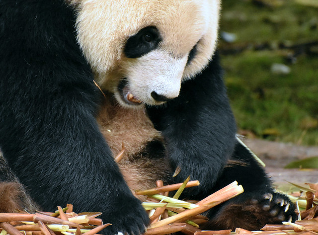 Panda snack time