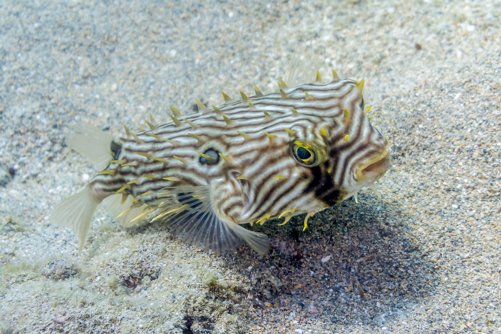 Striped Burrfish