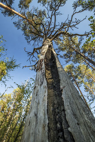 kolga naturereserve forest pärnumaa estonia looduskaitseala