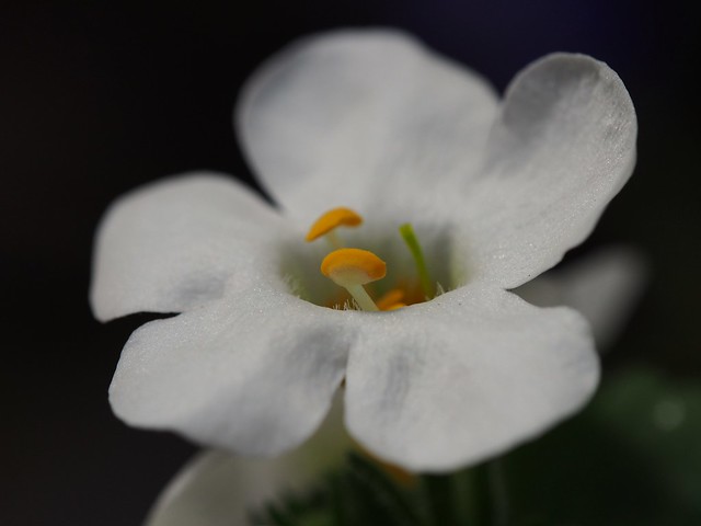 Schneeflockenblume