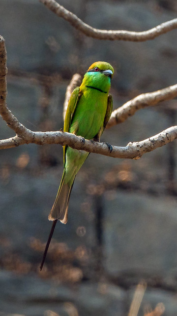 green bee-eater  - Mumbai, India