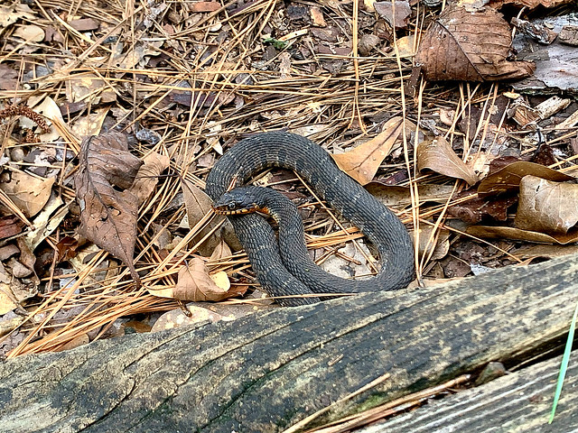 Southern Water Snake in Houston Arboretum (6/29/2020).