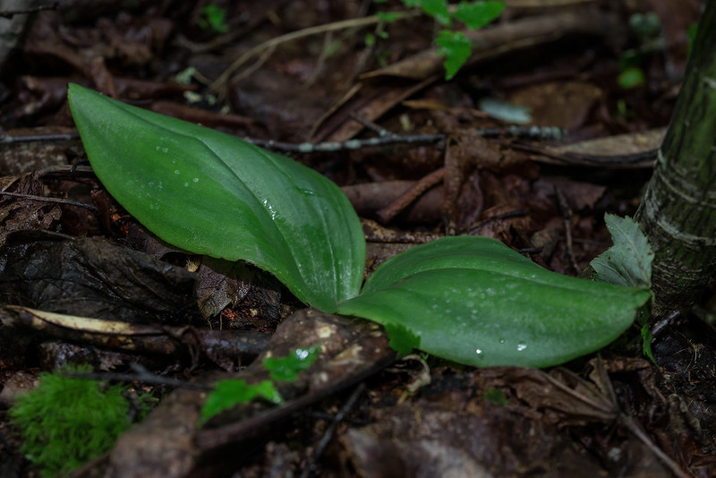  Pad-leaf orchid leaves