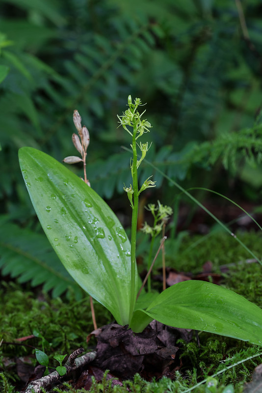 Loesel's Twayblade orchid with last year's seed capsules