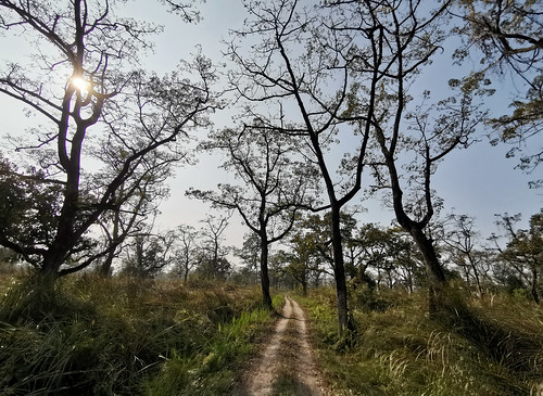 nature asia asian nepal chitwannationalpark nationalpark chitwan landscape meadow forest trees trail hiking travel composition road