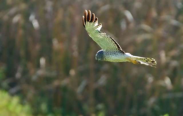 Northern Harrier - Adult Male