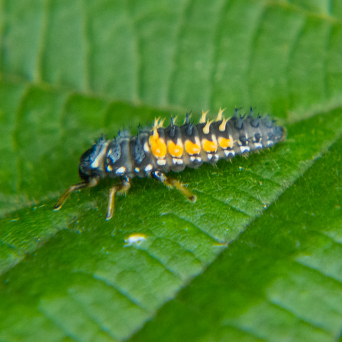 Harlequin ladybird, larva