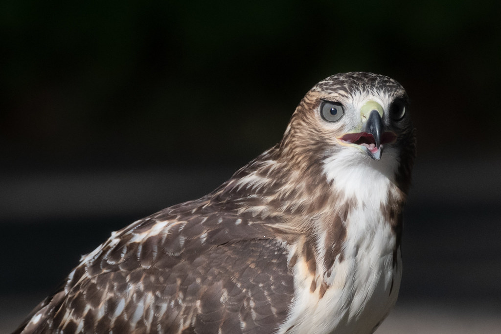 First-year red-tailed hawk