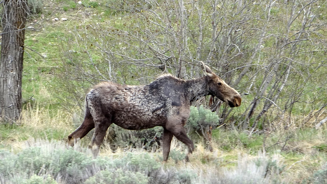 Female moose along the road in Grand Teton NP, WY
