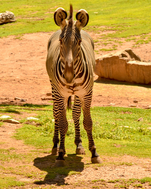 Grevyi Zebra