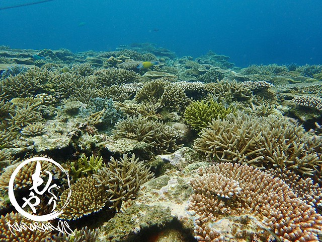 このあたりの珊瑚もすんごい勢いで成長中！！